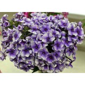 Флокс Phlox Хулиган